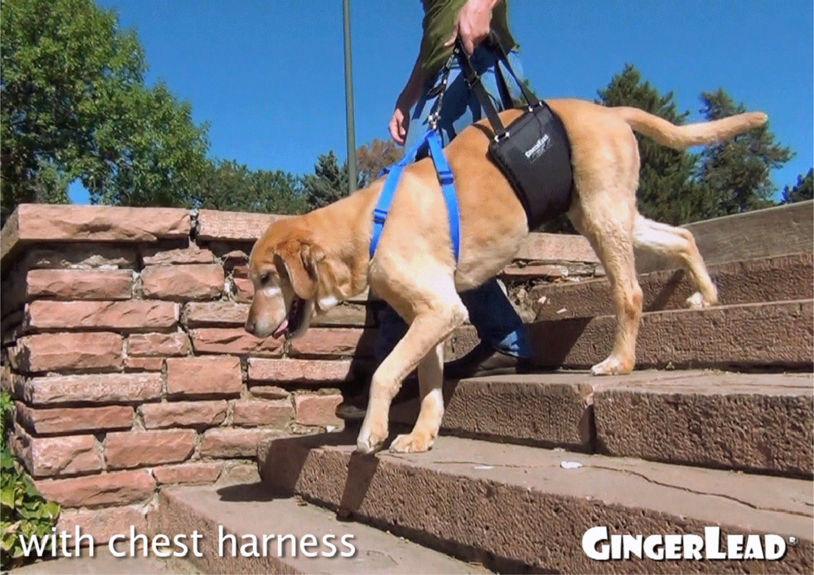 canine-knee-surgery-recovery-tplo-dog-stairs-gingerlead