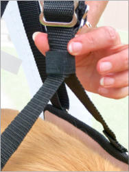 GingerLead Dog Lift Harness System with Stay on Straps Step 5