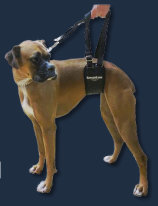 GingerLead Assists Boxers with Degenerative Myelopathy with Weak Rear Legs