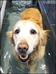 Ginger getting hydrotherapy in the underwater treadmill during her rehabilitation visit at CRCG