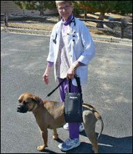 GingerLead Dog Lift Harness is recommended by Veterinarians.  Lola using a Large Female GingerLead while recovering from hip surgery (FHO)