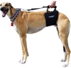 Tall GingerLead Harnesses use Shorter Straps so Handle is just above a Tall Dog's Back