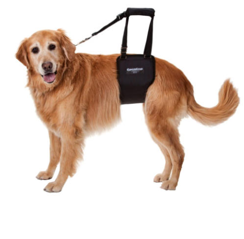 Dog rear shop lift harness petsmart