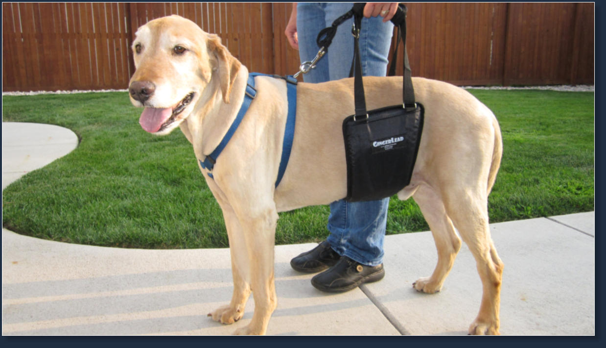 GingerLead Dog Sling Support Harnesses for Old or Injured Pets